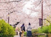 5 Etiket dalam Mengikuti Tradisi Hanami, Menikmati Keindahan Bunga Sakura di Jepang