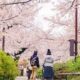 5 Etiket dalam Mengikuti Tradisi Hanami, Menikmati Keindahan Bunga Sakura di Jepang