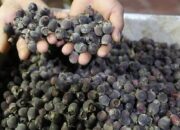 Mirip Blueberry! Intip 5 Fakta Kemunting, Buah Beri Asli Indonesia yang Kaya Antioksidan