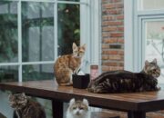 5 Rekomendasi Kafe Kucing di Jabodetabek, Cocok untuk Cat Lovers Nongkrong di Akhir Pekan!