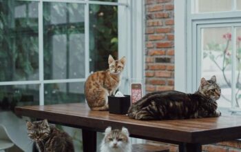 5 Rekomendasi Kafe Kucing di Jabodetabek, Cocok untuk Cat Lovers Nongkrong di Akhir Pekan!