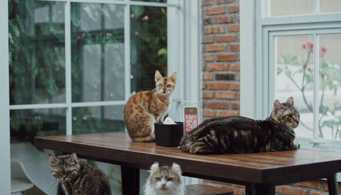 5 Rekomendasi Kafe Kucing di Jabodetabek, Cocok untuk Cat Lovers Nongkrong di Akhir Pekan!