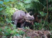 26 Badak Jawa di Taman Nasional Ujung Kulon Tewas Akibat Perburuan Liar