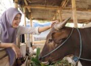 Ikut Berkurban Tahun Ini? Ketahui Syarat Hewan yang Bisa Dijadikan Kurban